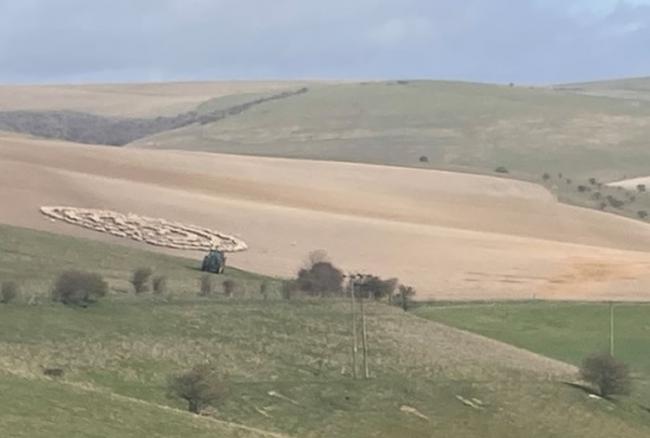 英国东萨塞克斯郡数百只绵羊围成同心圆的奇怪一幕