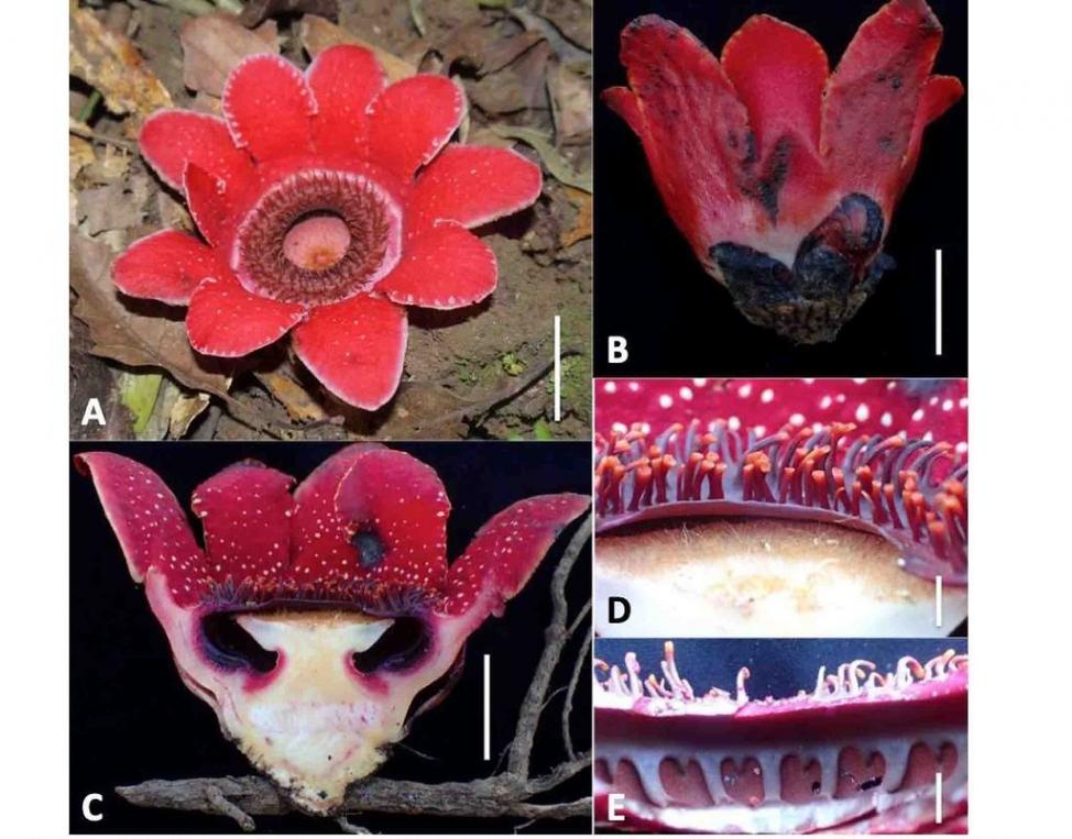 Sapria myanmarensis 在钦山采集，缅甸当地称为缅甸山莲。图片来源：Taiwania提供