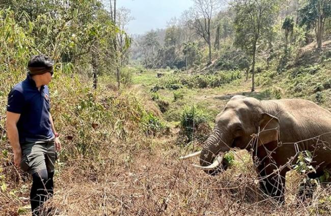 泰国濒死大象获救12年后竟“认出恩人” 伸长鼻与兽医Pattarapol Maneeon感动重逢