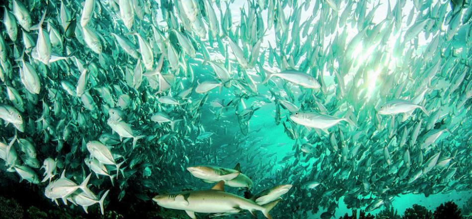 从鱼类传染中分离出来的细菌可帮助开发治疗血癌的药物