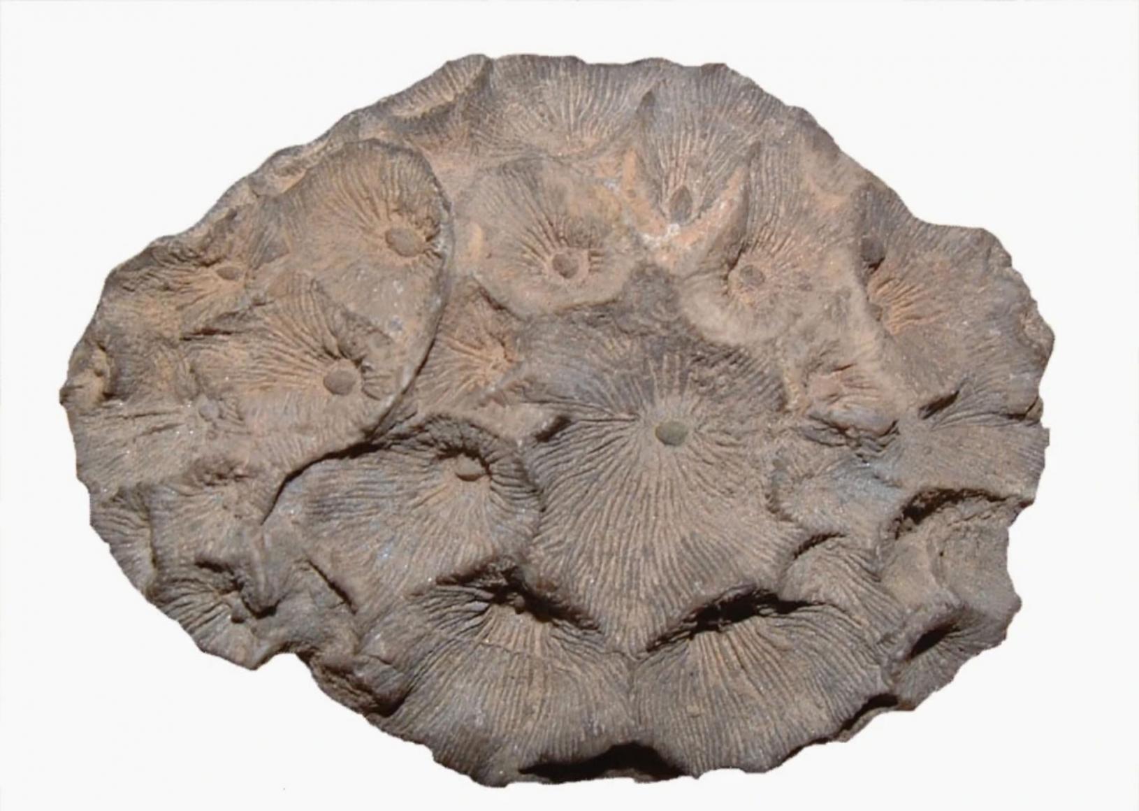 二叠纪末灭绝的古珊瑚化石。（图片来自沈延安课题组）