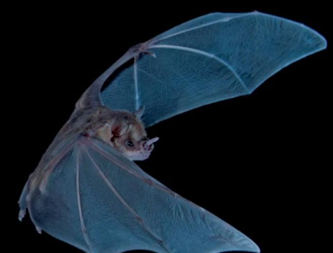 通过分析牙买加Home Away from Home洞穴蝙蝠粪便来确定过去4300年它们的饮食变化
