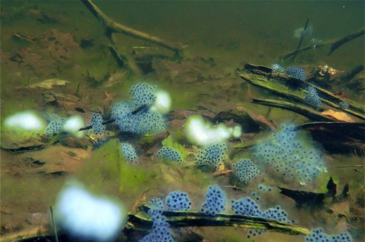 两种相反的进化力量解释池塘中存在两种不同颜色斑点钝口螈卵团的原因