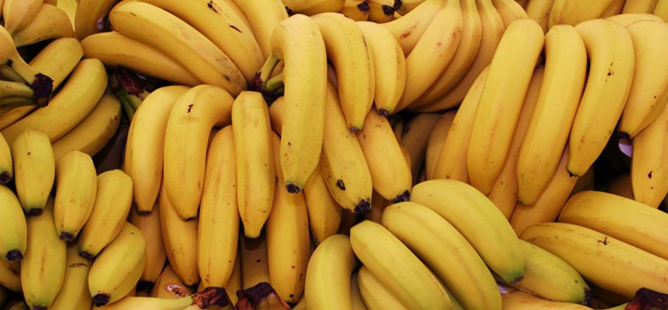 由于土壤中霉菌的高传染性 人类可能失去香蕉