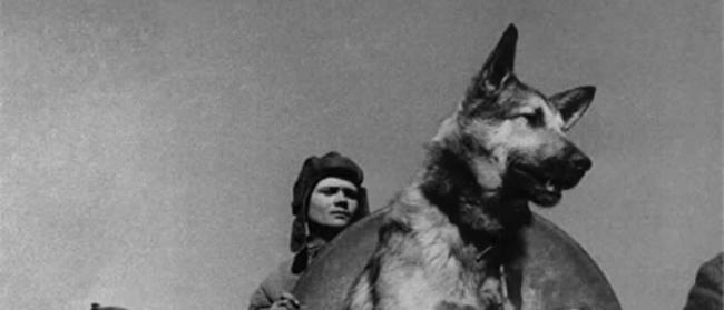 伟大卫国战争时期为战胜法西斯主义做出奉献的苏联红军军犬