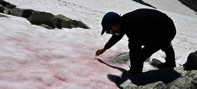 阿尔卑斯山出现粉色冰川 意大利专家称是藻类所致
