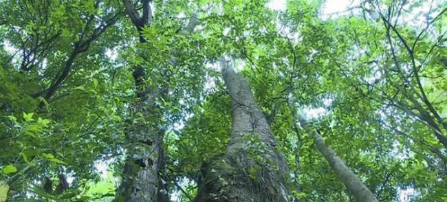 云南高黎贡山国家级自然保护区保山段发现珍稀濒危植物滇桐野生居群