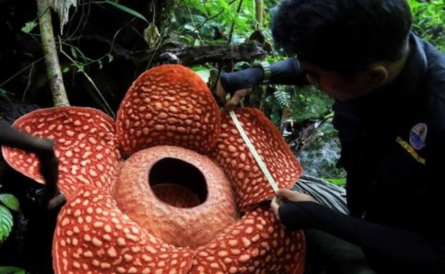 印尼苏门答腊雨林中发现有史以来最大的“食人花”腐尸花 直径达111厘米