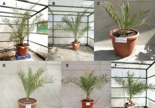 以色列阿拉瓦环境研究所成功培育出在几百年前已经灭绝的朱迪亚椰枣树