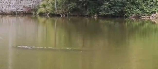 河南省洛阳市一个湖中发现三米长“湖中水怪”？