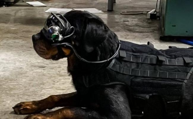 美国陆军研究实验室研发军犬专用AR护目镜 冀远距离发任务指令