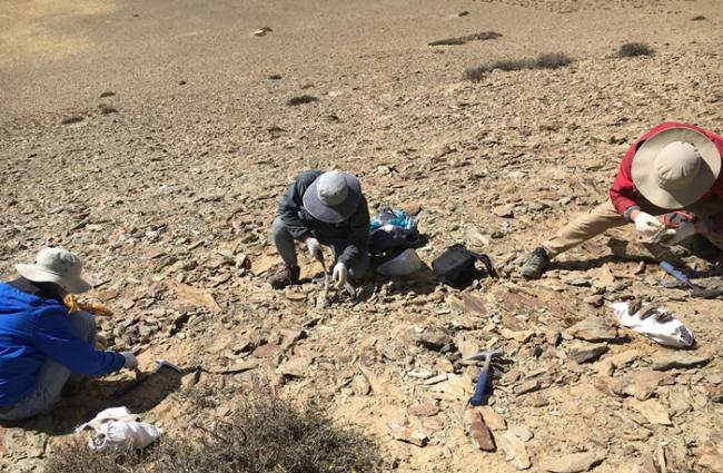 科考队员在西藏仲巴县采集二叠纪化石