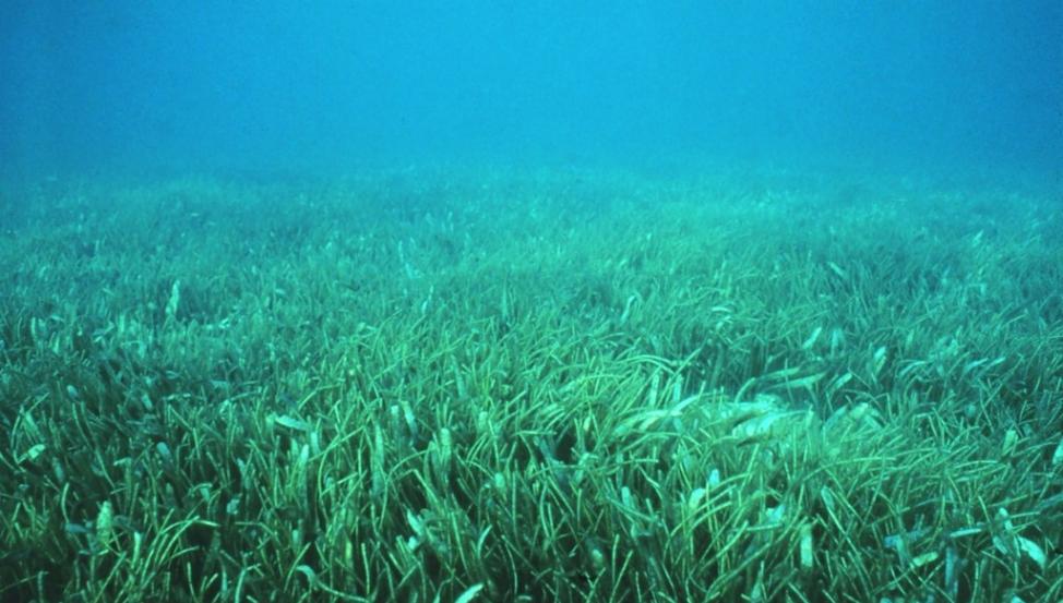 储碳能力胜过森林却不断消失 科学家正努力调查剩下的海草床
