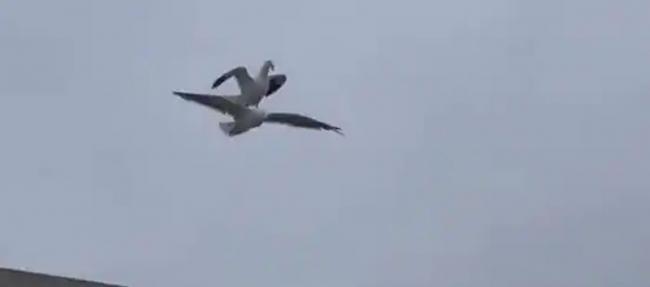 推特用户buitengebieden_分享一段“海鸥骑海鸥”影片