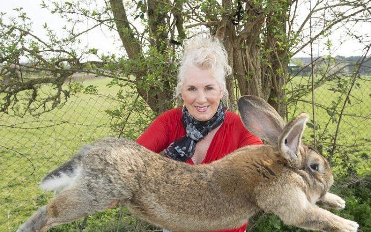 英国曾荣获健力士世界记录认证的“全球最巨型”兔子Darius被盗 主人悬赏2000英镑寻兔