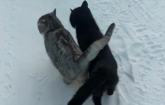 乌克兰雪地中一只黑猫和一只虎斑猫紧紧依偎走路 连尾巴都交叉