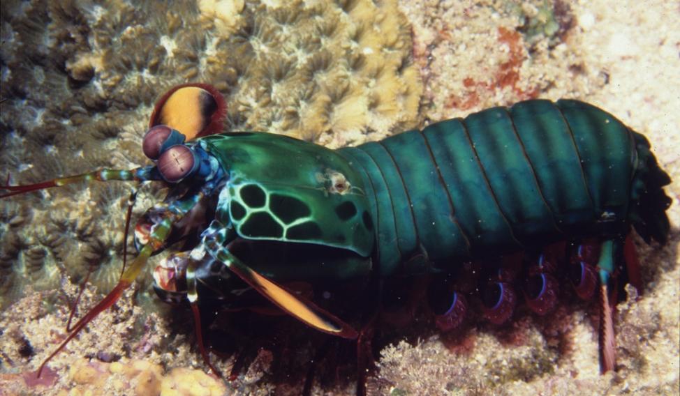 螳螂虾的幼虾在孵化后仅9天就有很强的战斗力