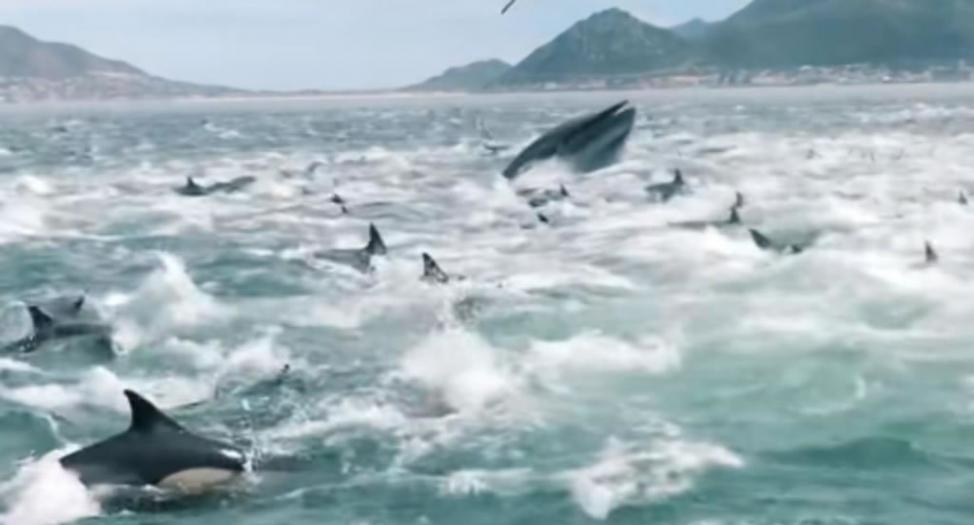 南非一对兄弟出海钓鱼遇到千只海豚海啸般席卷而来 3只座头鲸也乱入现场