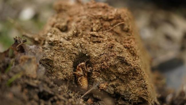 美国东部藏身地底17年的数兆只“布鲁德10代蝉”将会在近日冒出地面