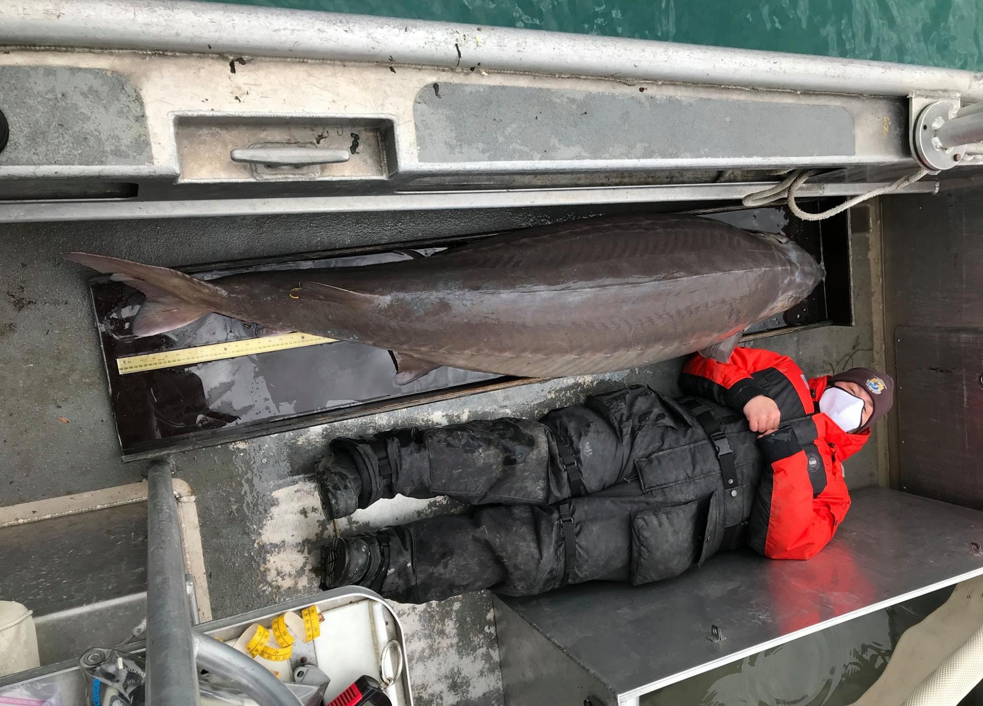 河中巨怪！美国密歇根州底特律河发现一只寿命超过百岁的超大鲟鱼