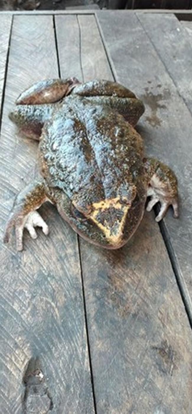 南太平洋岛国所罗门群岛灌木丛中发现一只巨大青蛙――肖特兰岛蹼蛙
