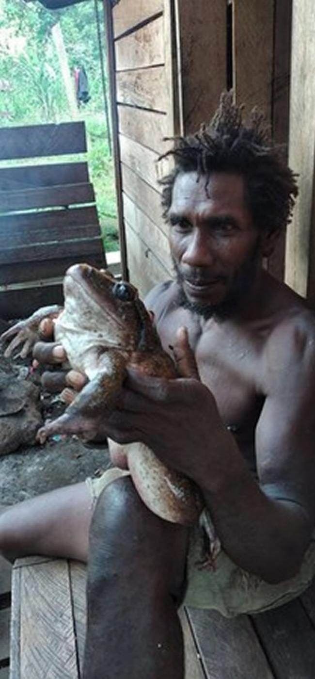 南太平洋岛国所罗门群岛灌木丛中发现一只巨大青蛙――肖特兰岛蹼蛙