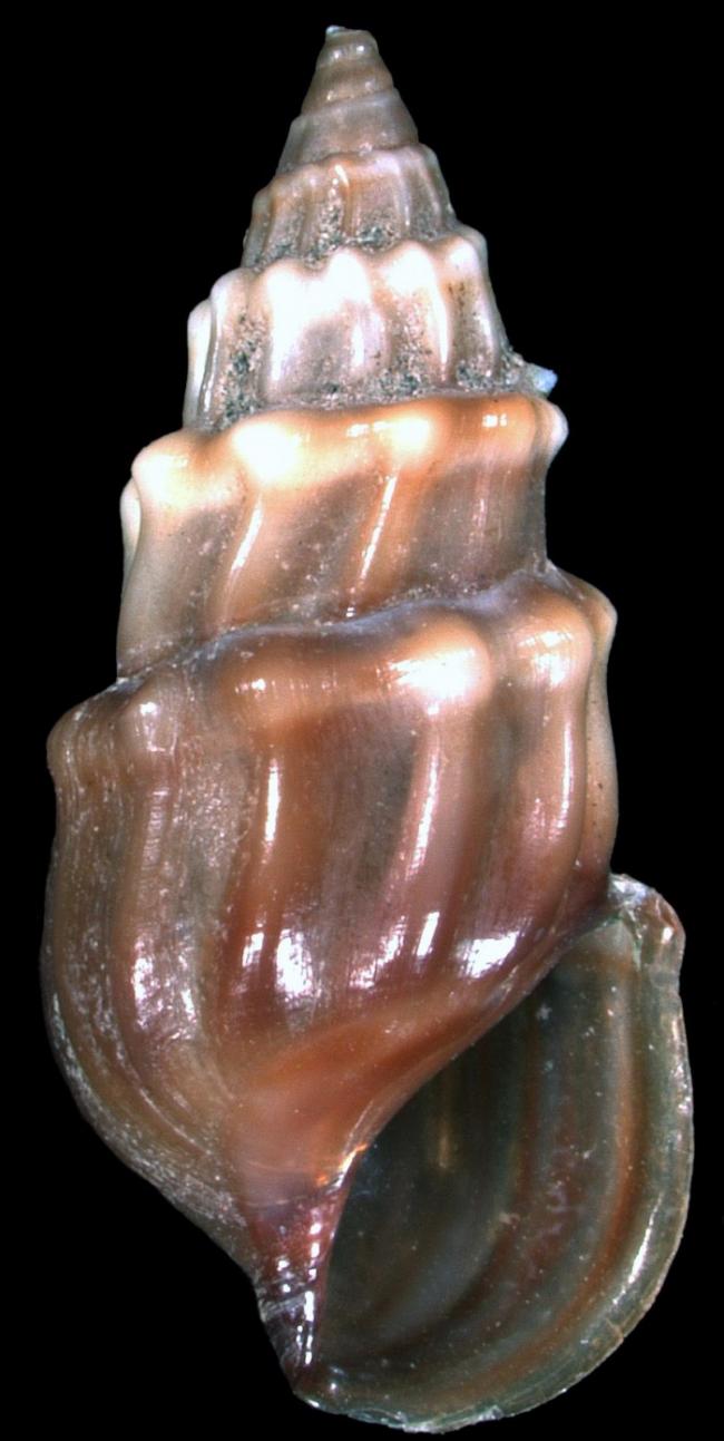 Microcolpia parreyssii (Philippi, 1847)，一种来自罗马尼亚一个小温泉的淡水蜗牛。该物种被世界自然保护联盟红色名录标记为 &