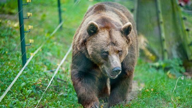 美国阿拉斯加男子独自在森林进行土地测量时惨遭棕熊猛烈攻击
