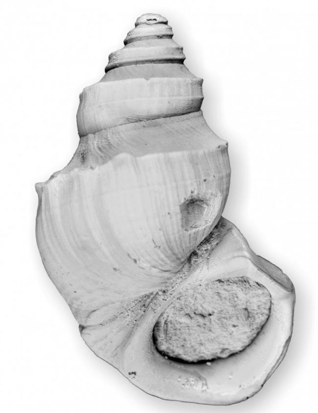 Pyrgulifera matheronii，一种在白垩纪恐龙时代常见的淡水蜗牛，与恐龙一起灭绝