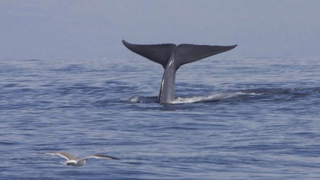 鲸鱼身体中储存了大量的碳 帮助保持地球温度