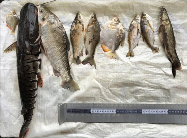 亚马逊野生鱼类生物多样性的下降或使人们面临营养短缺威胁