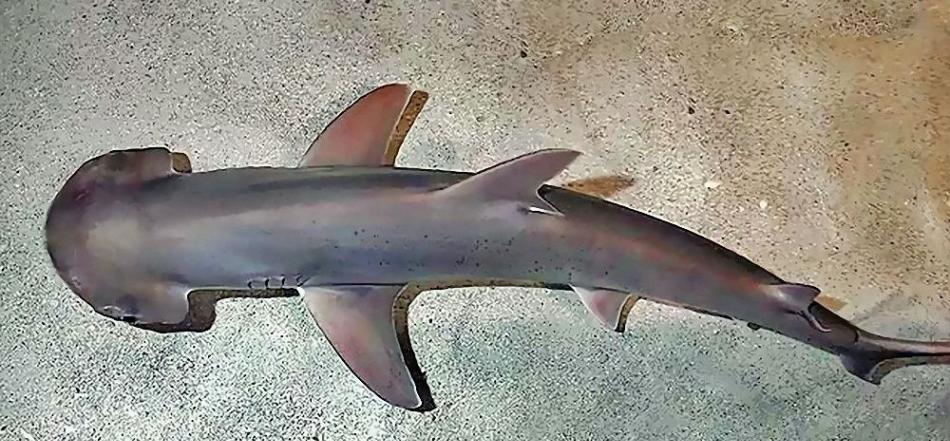 美国科学家发现鲨鱼具有类似GPS的内部导航系统 利用地球磁场精确确定方向