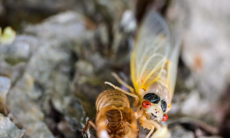 美国部分周期蝉感染“迷幻真菌”蝉团孢霉 出现疯狂交配行为