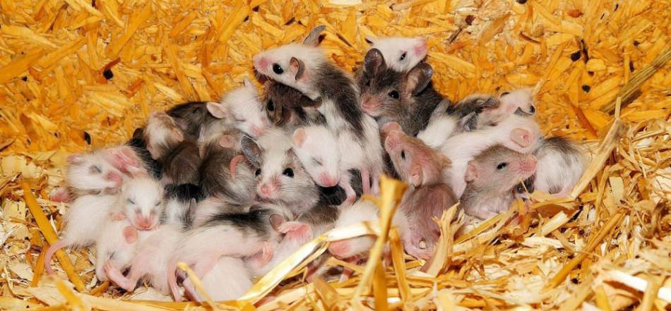 研究发现提升SIRT6蛋白水平可以延长小鼠寿命 同样方法可使人类寿命延长至120岁