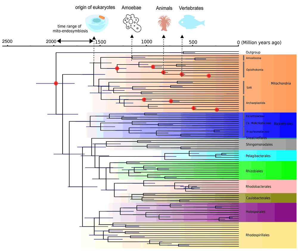 阿尔法变形杆菌和线粒体的「系统发育树」，列出物种之间的进化关系，并加以利用真核生物化石中蕴藏的时间信息，推算阿尔法变形杆菌及其主要分支的演化历程。