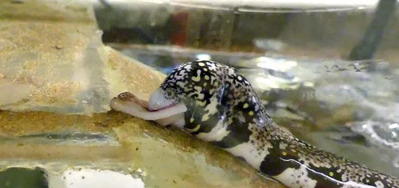 新研究发现雪花蛇鳝具有在陆地上进食的非凡天赋 不需要水
