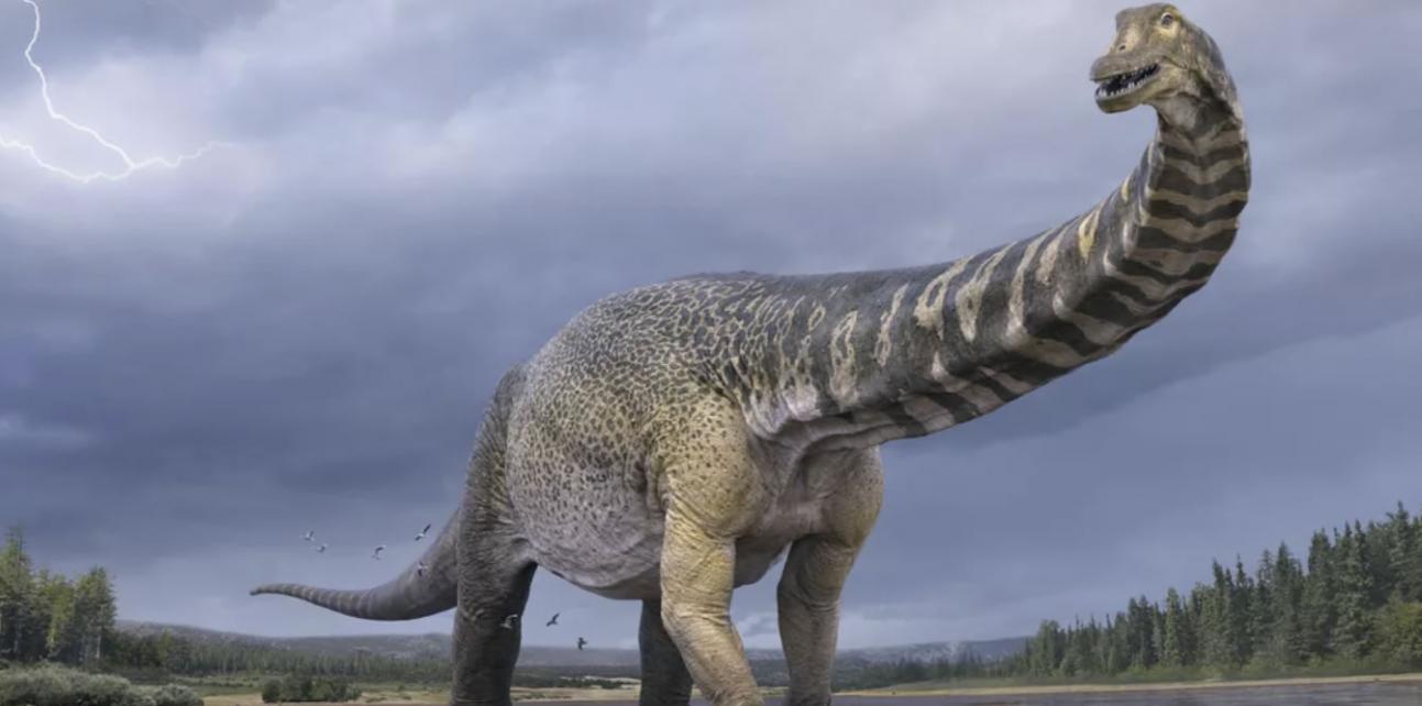 澳大利亚出现过的体型最庞大的恐龙被正式命名为“Australotitan cooperensis”