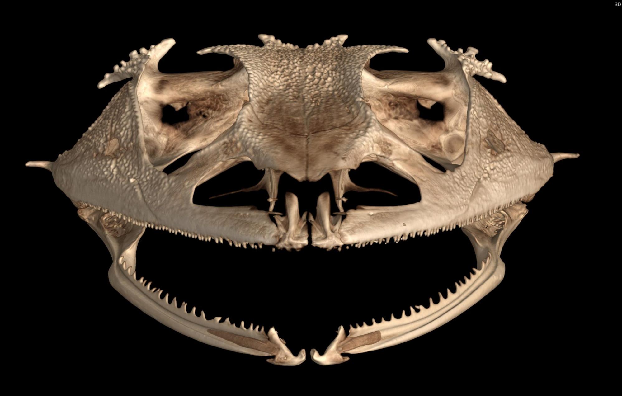 研究发现青蛙在进化过程中牙齿脱落超过20次 在几百万年重新进化出牙齿