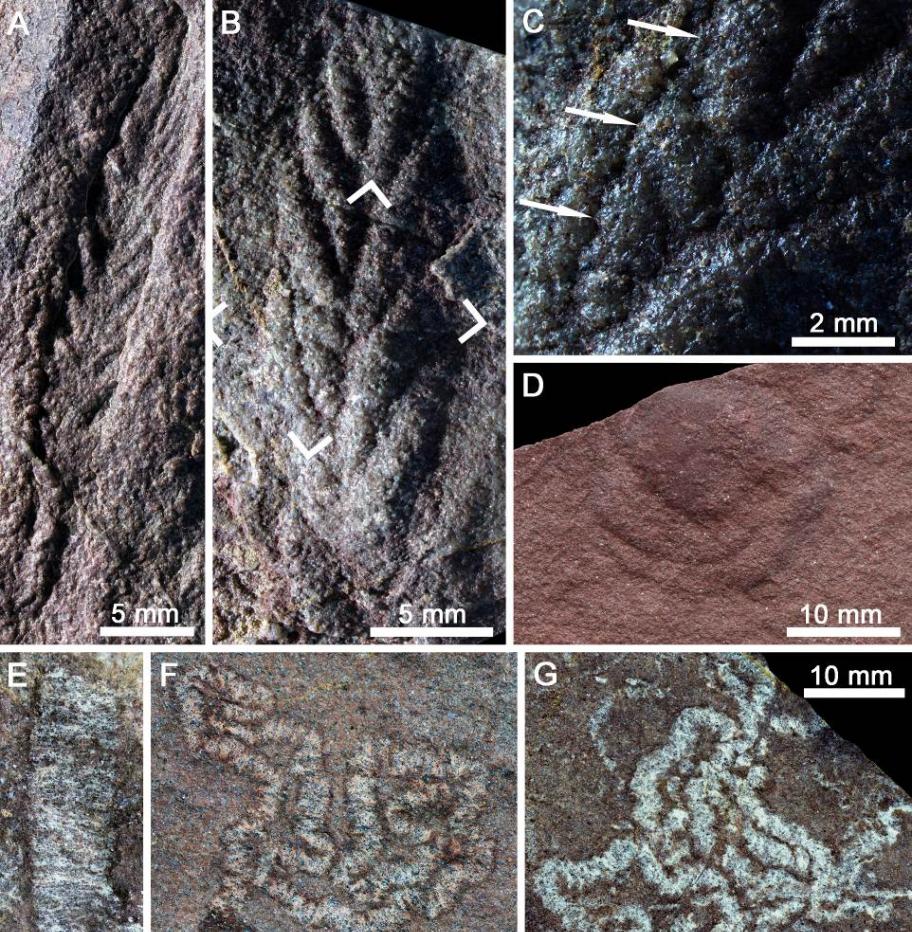 全吉山生物群的代表性埃迪卡拉化石恰尼虫（A-C）和陕西迹（E-G）。南京古生物所供图