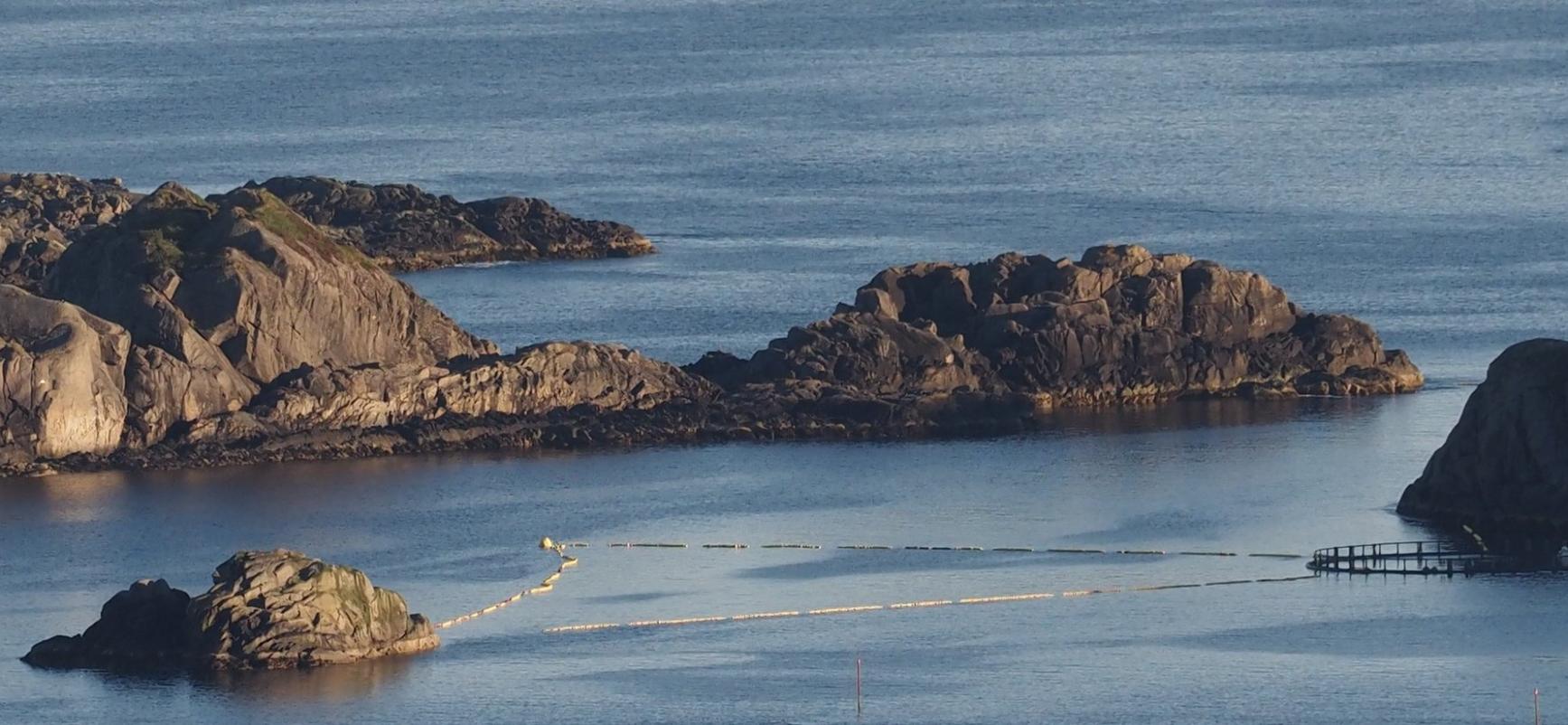 挪威政府计划捕捉年幼小须鲸进行长达六小时的声音测试 50多位科学家同声谴责