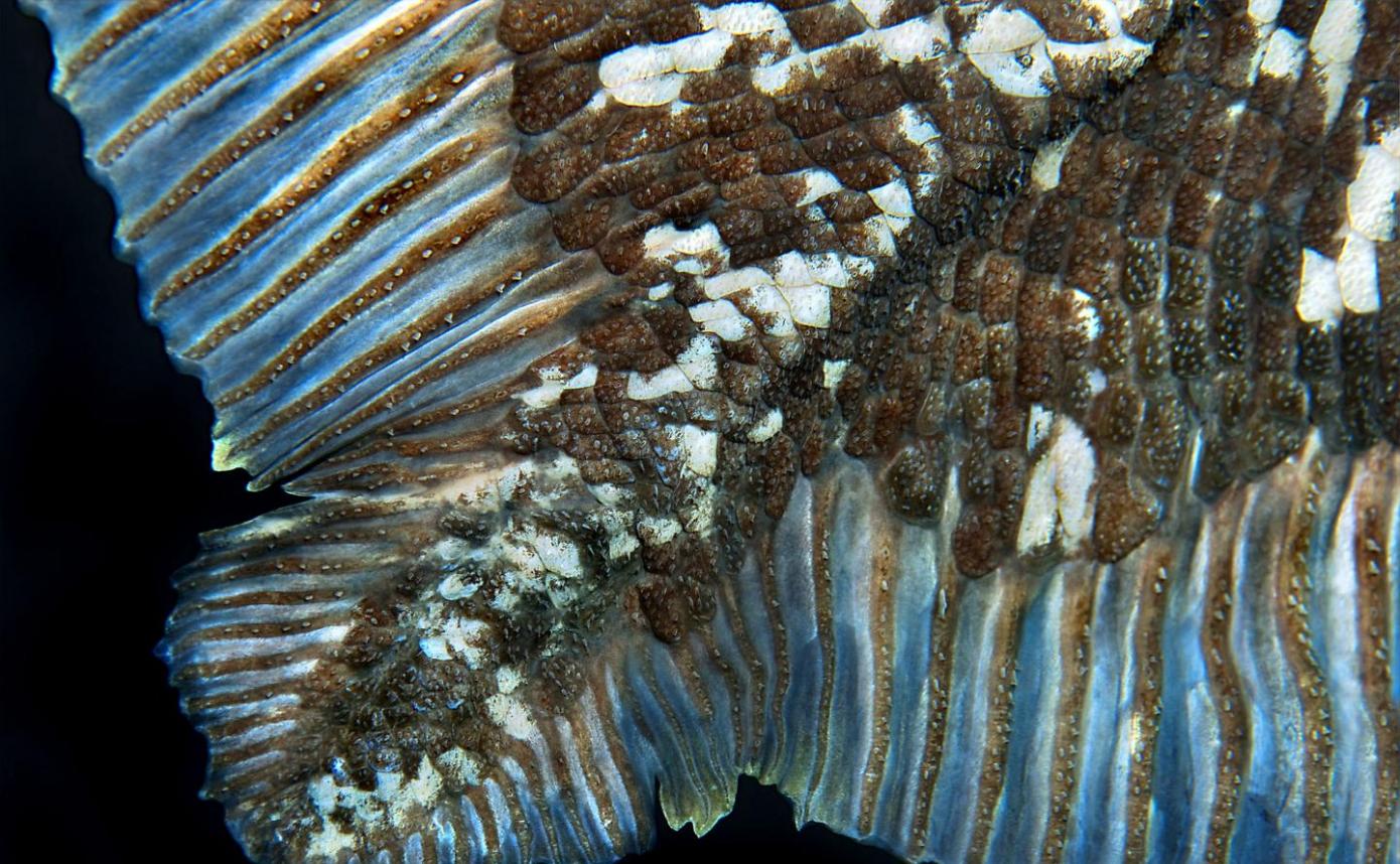《Current Biology》：腔棘鱼可能能在深海生活近一个世纪的时间