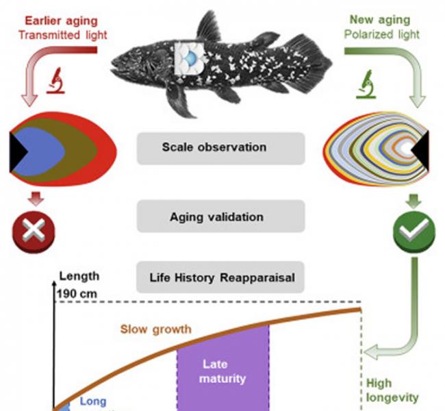 《Current Biology》：腔棘鱼可能能在深海生活近一个世纪的时间
