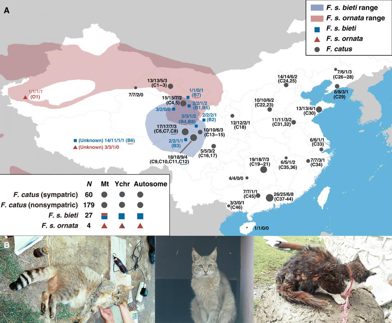 基因组研究表明中国山猫是野猫的一个亚种 它们与中国驯养家化的猫无关