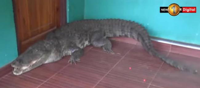 斯里兰卡女童早上起来打开房门发现一条3公尺长鳄鱼出现在家中