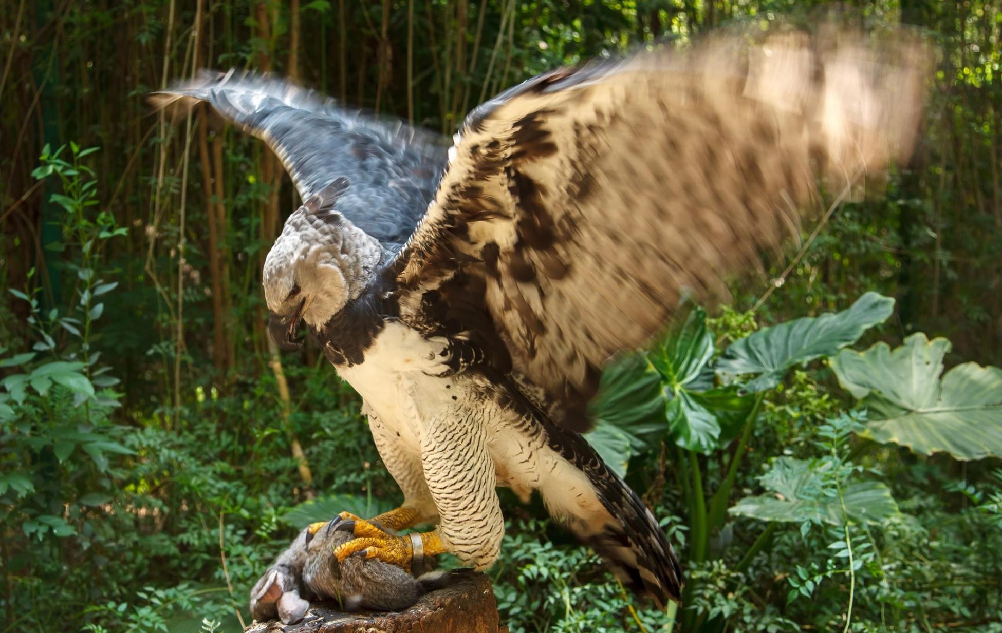 世界上最大的鹰种之一--美洲角雕在亚马逊森林严重砍伐的地区艰难地哺育后代