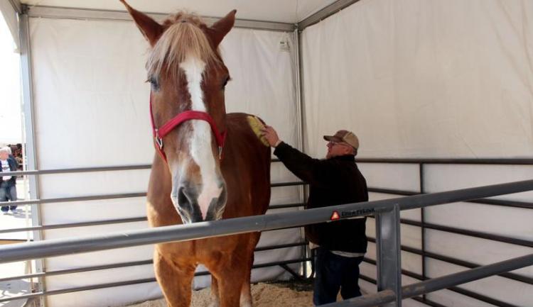 美国威斯康辛州破吉尼斯世界纪录“世界上最高的马”Big Jake去世