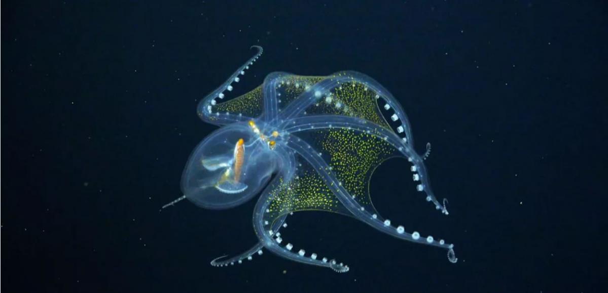 施密特海洋研究所科学家在菲尼克斯群岛深海发现罕见的头足类动物：玻璃章鱼