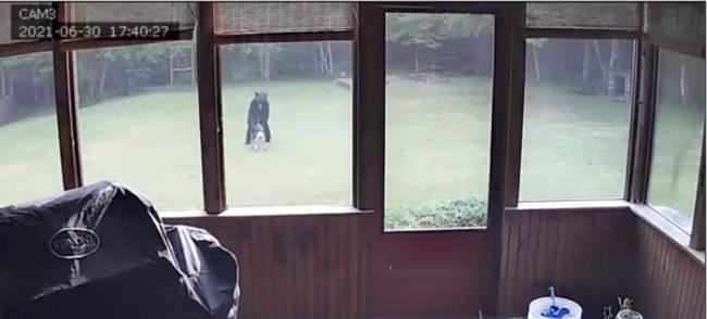 美国佛蒙特州女子正在做饭 邻居敲门告知：你家的德国牧羊犬正在跟黑熊玩