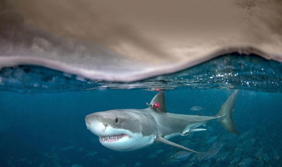 为何白鲨等一些鱼类是温血的？可以游得更快