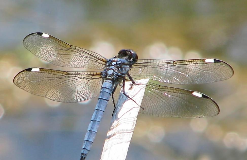 全球气候暖化让雄性蜻蜓的翅膀失去吸引雌性的闪耀光泽
